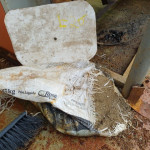 Hélice para barco em bronze e pequena quantidade de limalha de bronze